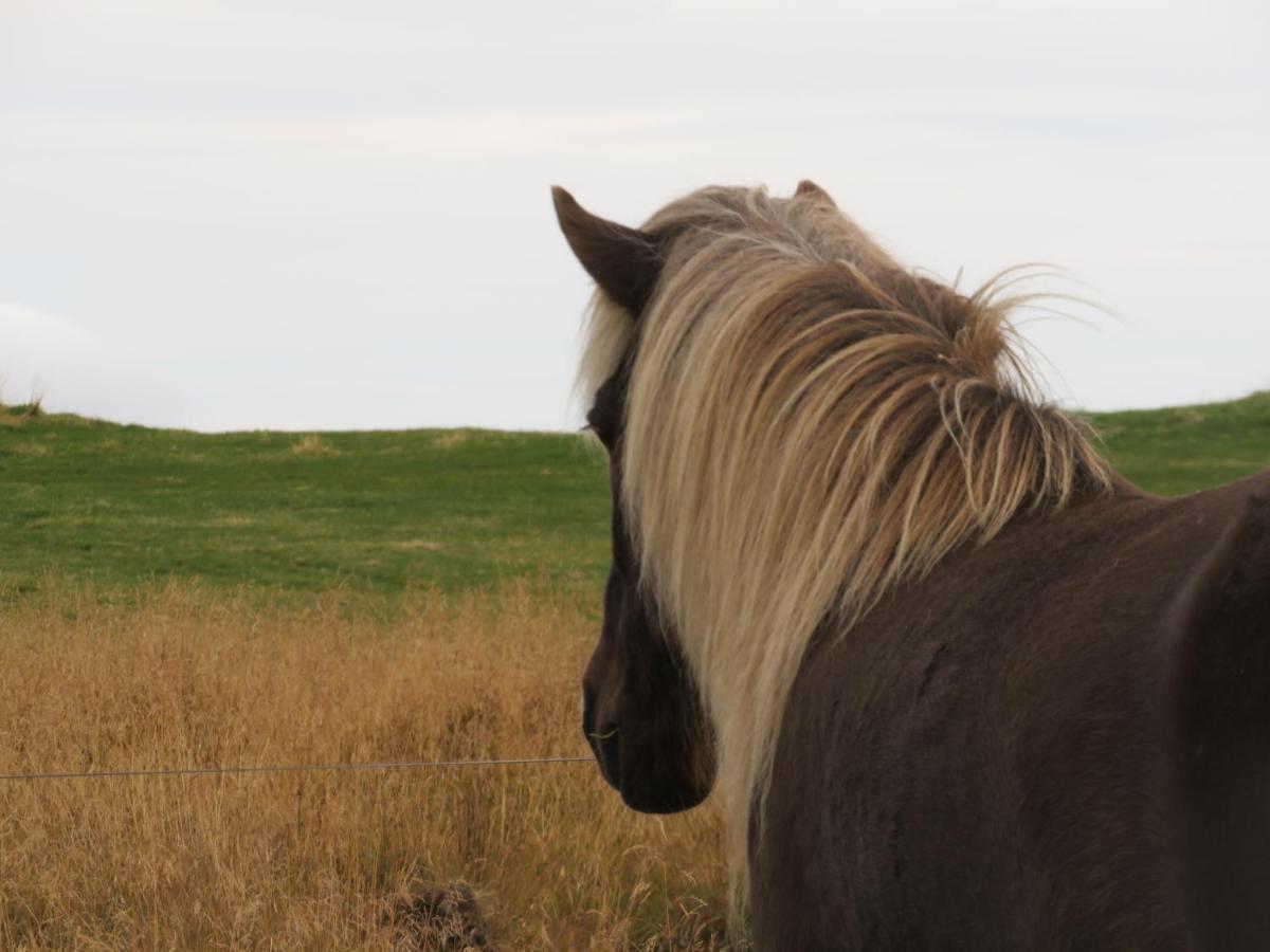 Húsey Hostel&Horsefarm Egilsstaðir Buitenkant foto