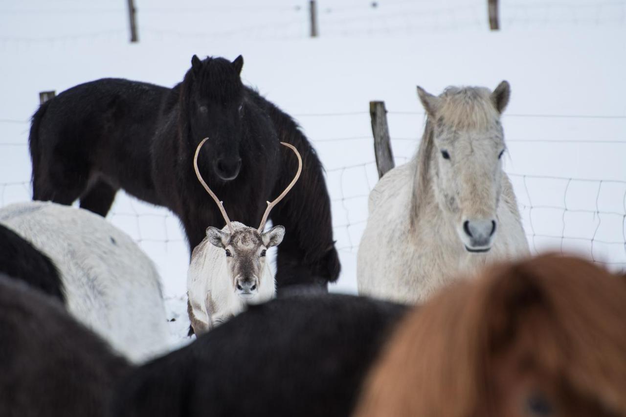 Húsey Hostel&Horsefarm Egilsstaðir Buitenkant foto
